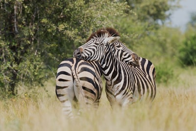 两条斑马拥抱野生动物的浅焦摄影